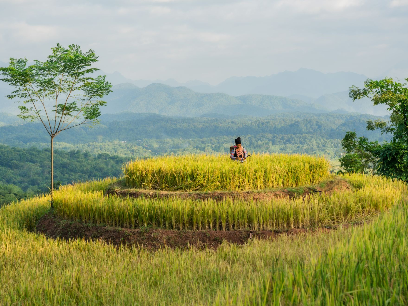 Yên Bình Và Thơm Ngọt: Những Mùa Lúa | Avana Retreat