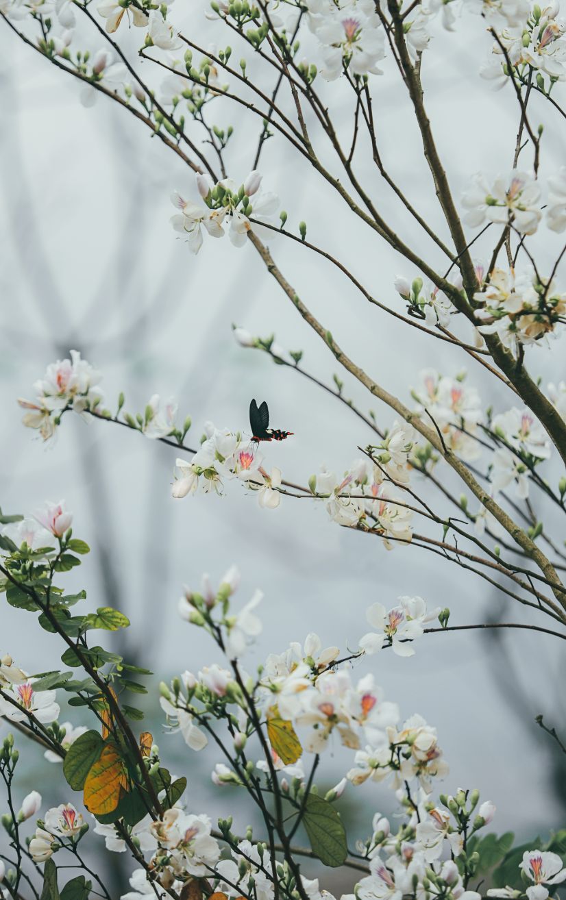 A legendary flower of the Northwest region