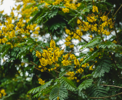 As easygoing as the Yellow Flamboyan Tree